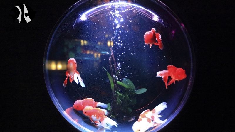 Wholesale aquarium fish EU: Direct from our farm