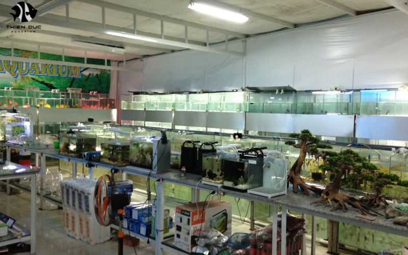 Wholesale Aquarium Fish Suppliers: Top Varieties