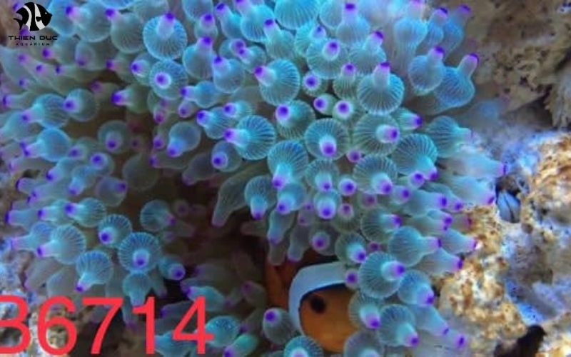 Wholesale Aquarium Livestock: Beyond Fish - Inverts & More