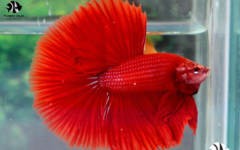 Wholesale aquatic fish: Maximizing profits in retail