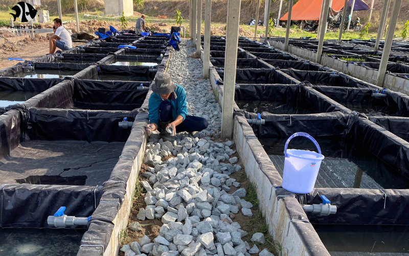 Wholesale aquatic fish suppliers: Diverse species for your business