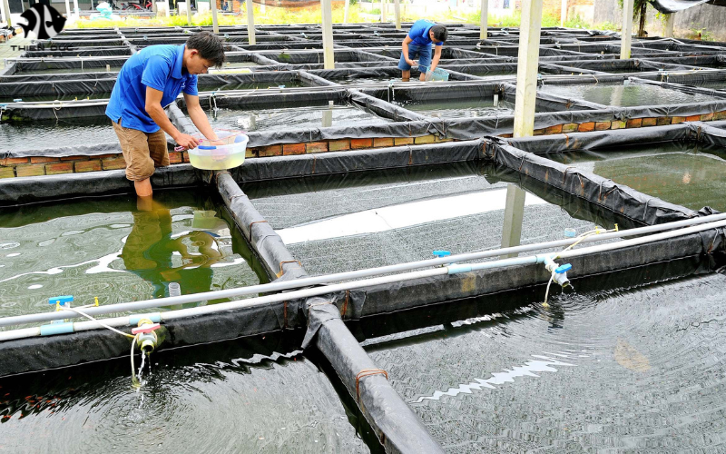 The Wholesale Exotic Fish Market: Trends and Opportunities for Growth