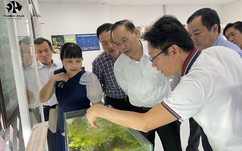 Wholesale fish for aquariums: Quality stocks at great prices