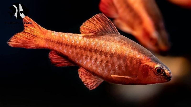 Wholesale fish UK delivery: Fast and efficient logistics