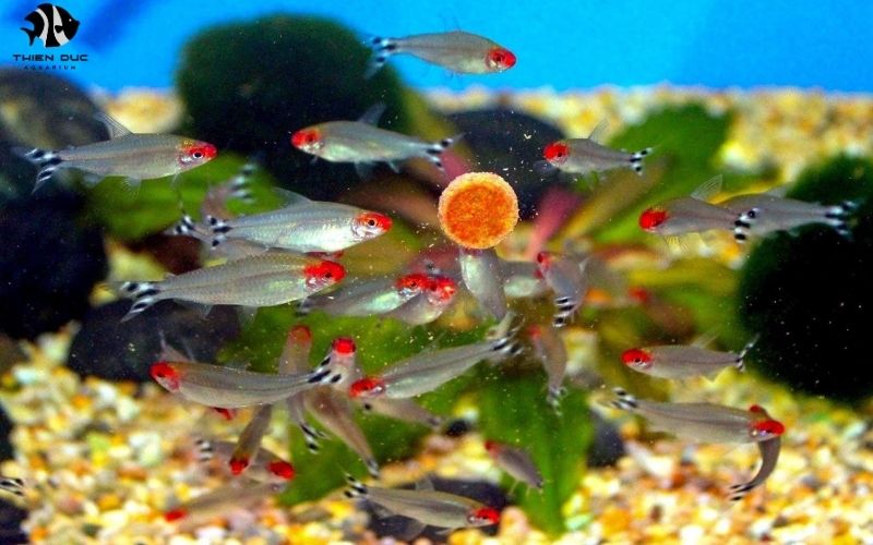 Wholesale Freshwater Aquarium Fish: Popular Species Guide