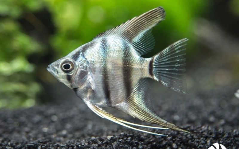 Wholesale Koi Fish: Japanese Varieties for Pond Enthusiasts