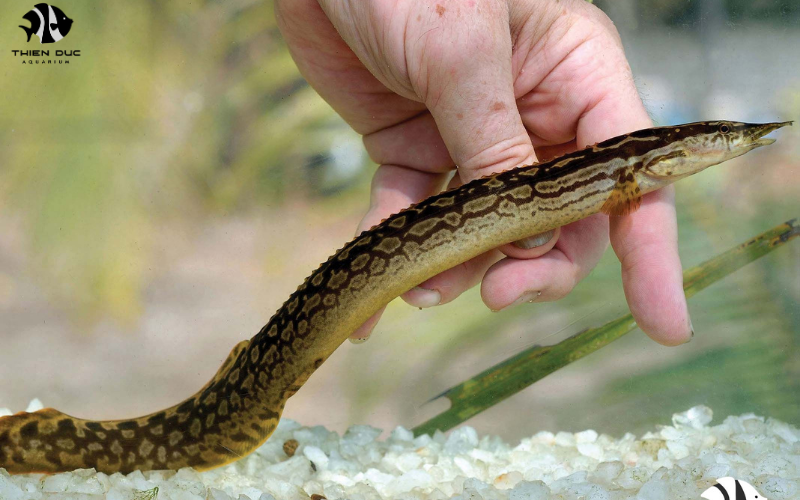 Wholesale live fish suppliers: Stock your store efficiently 