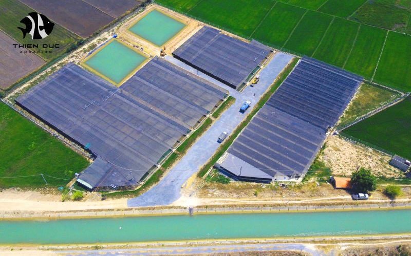 Wholesale Ornamental Fish Suppliers: Comprehensive Solutions