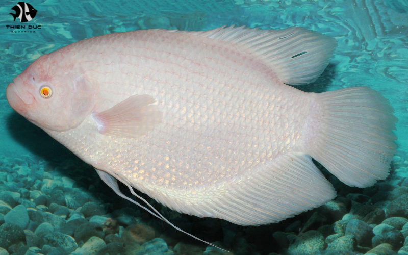 Wholesale Saltwater Fish: Best Species for Your Aquarium