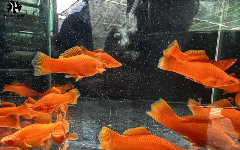 Wild Caught Fish for Aquarium: Pros, Cons and Sources