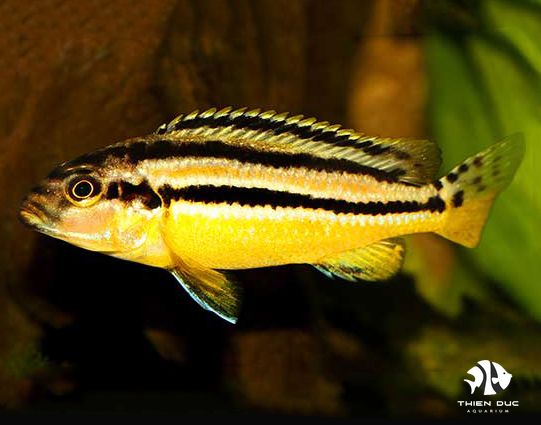 Cá Cảnh Thiên Đức Giảm 10% - Đón Chào Giáng Sinh Và Năm Mới