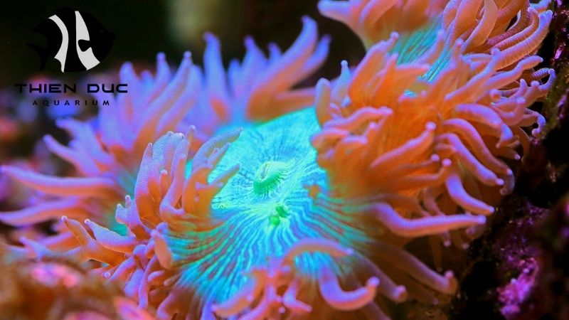 Anemones for reef tanks