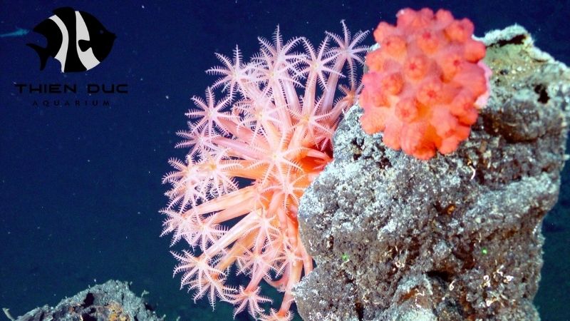 Anemones for reef tanks