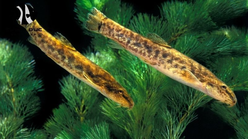 Aquarium fish exporter Vietnam