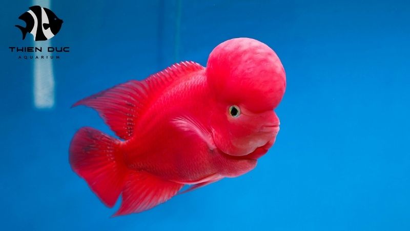 Aquarium fish exporter Vietnam