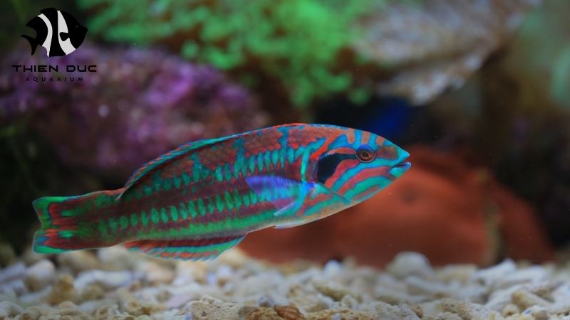 Aquarium fish farm tour