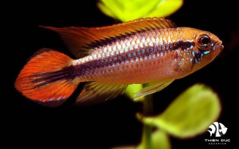 ornamental fish trade