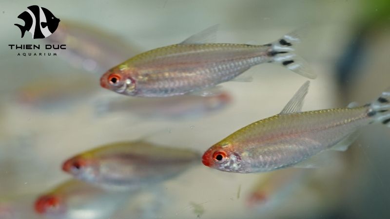 aquarium trade show