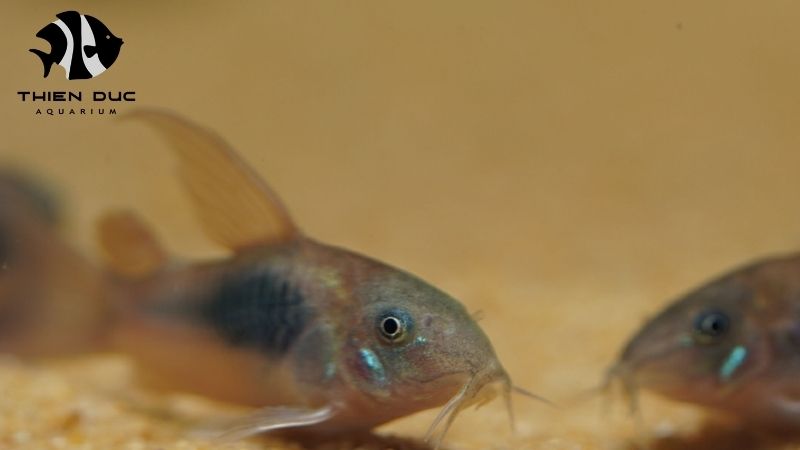 aquarium trade show