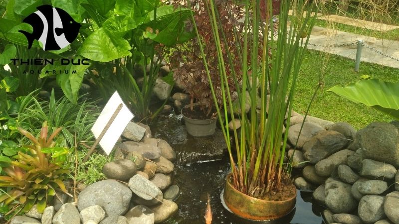 Aquascaping stone exporter