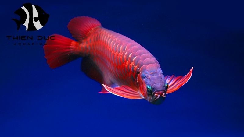 Asian arowana export