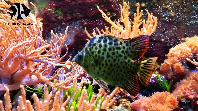 B2B aquarium fish
