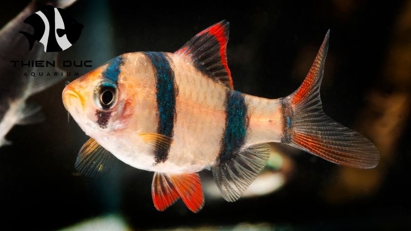 Barb fish varieties