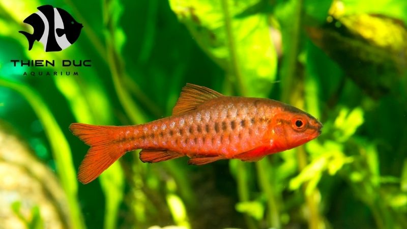Barb fish varieties