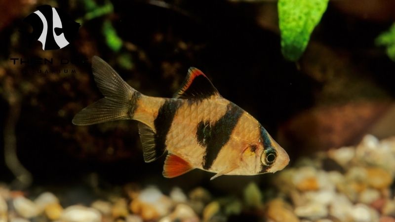 Barb fish varieties