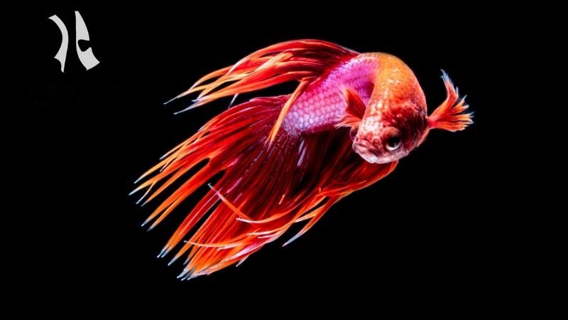 Betta fish breeder Europe