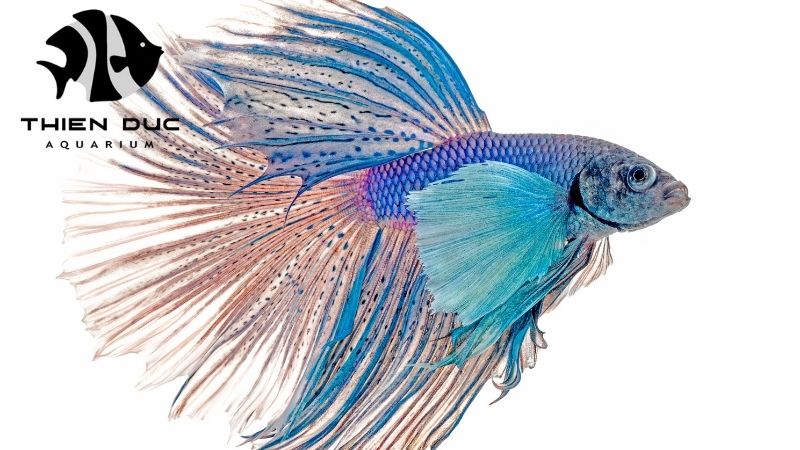 Betta fish breeding stock