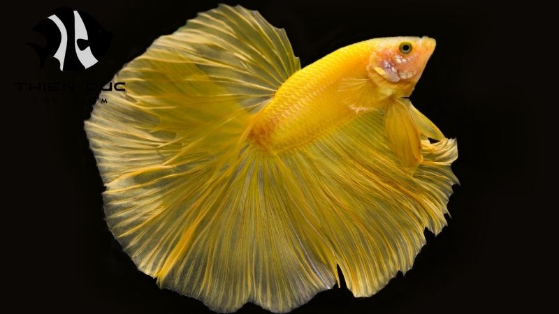 Betta fish breeding stock