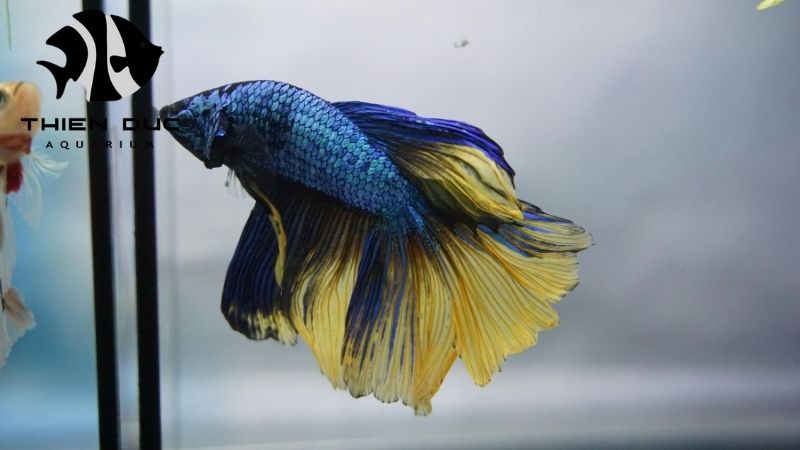 Betta fish care