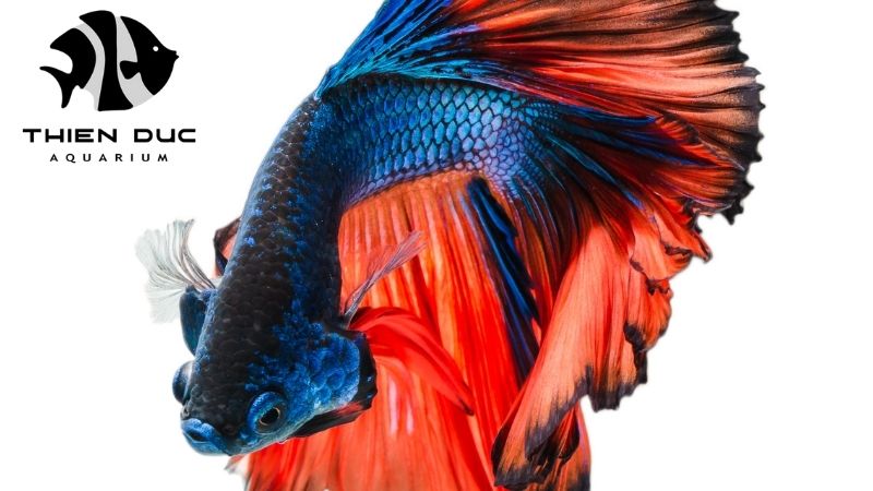 Betta fish care