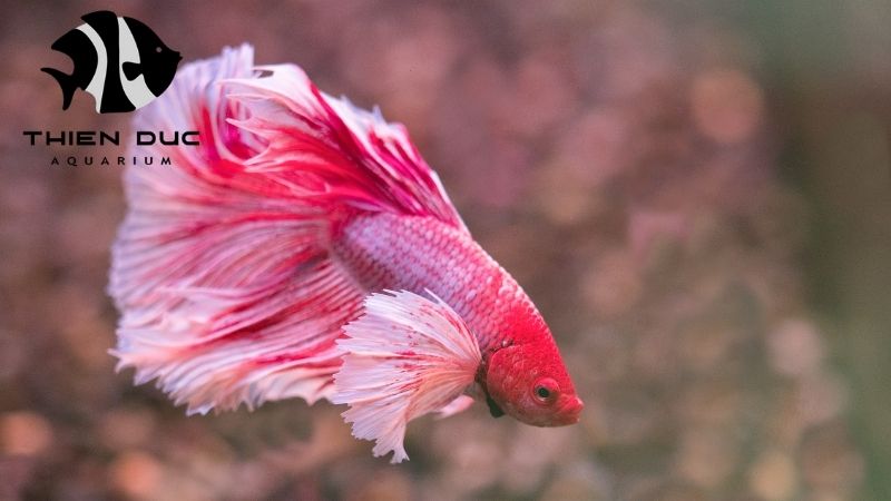 Betta fish health