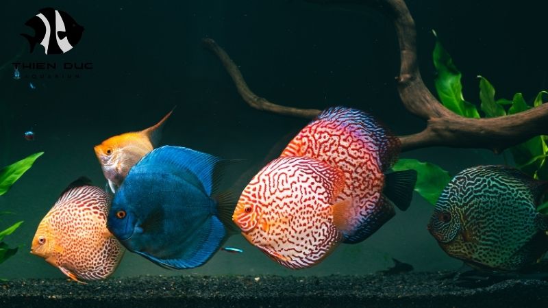 Blue diamond discus breeder