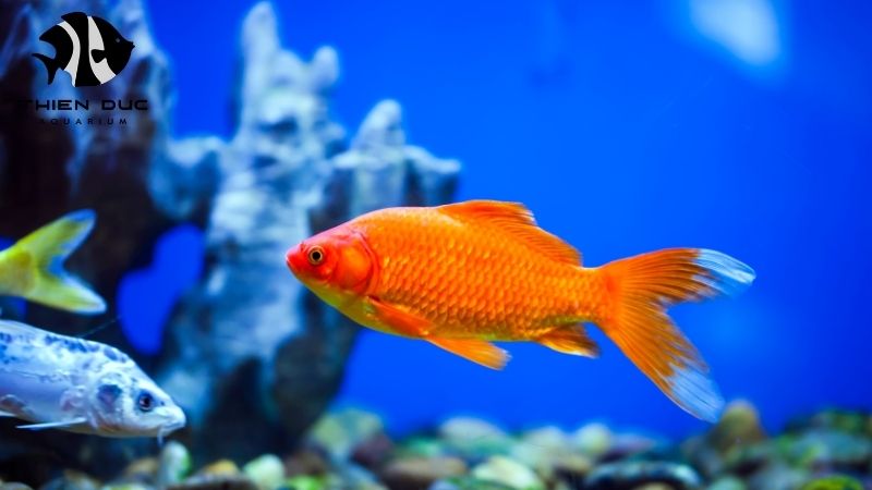 bulk fish for pet store