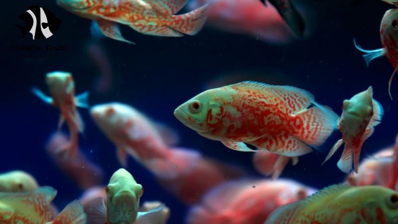 bulk fish for pet store
