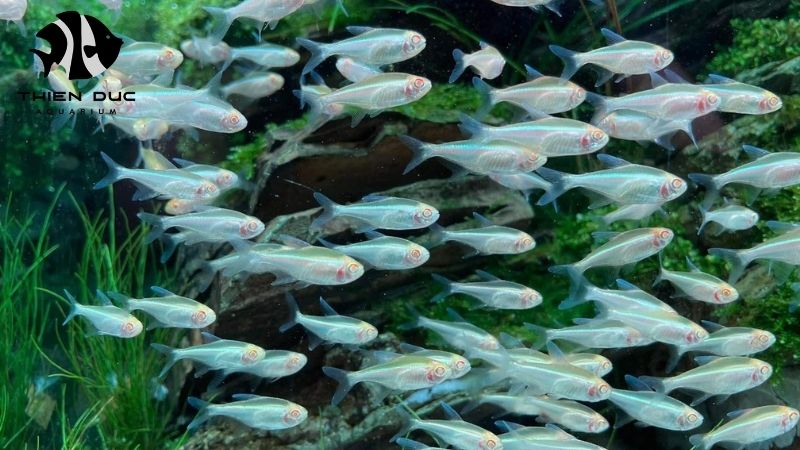 Bulk order discounts fish