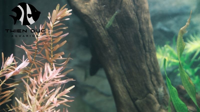Buy Aquarium Driftwood