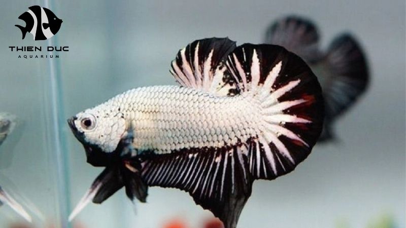 Certified aquarium fish exporter