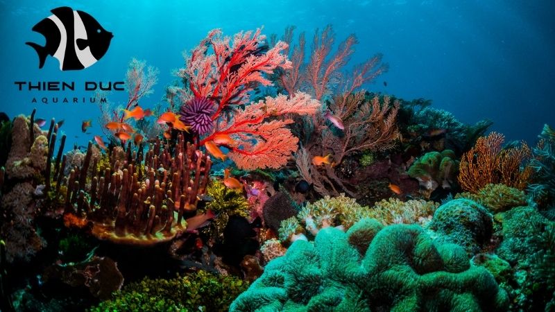 Coral frag wholesale