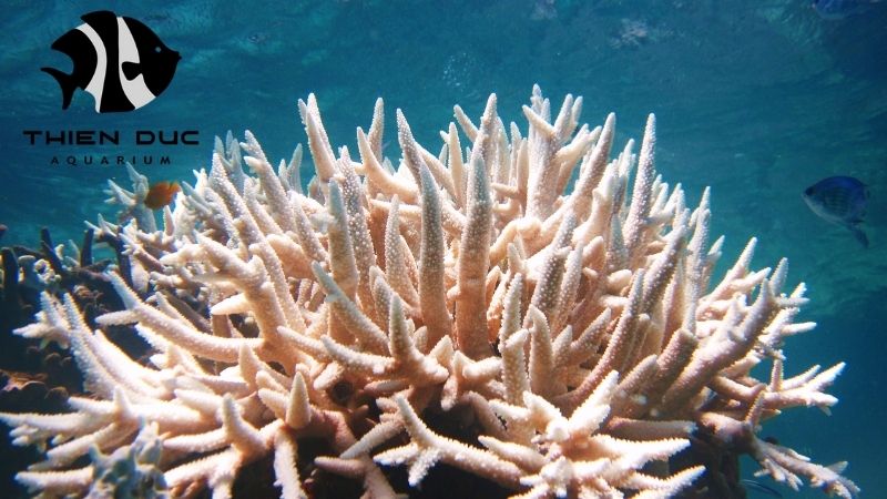Coral frag wholesale