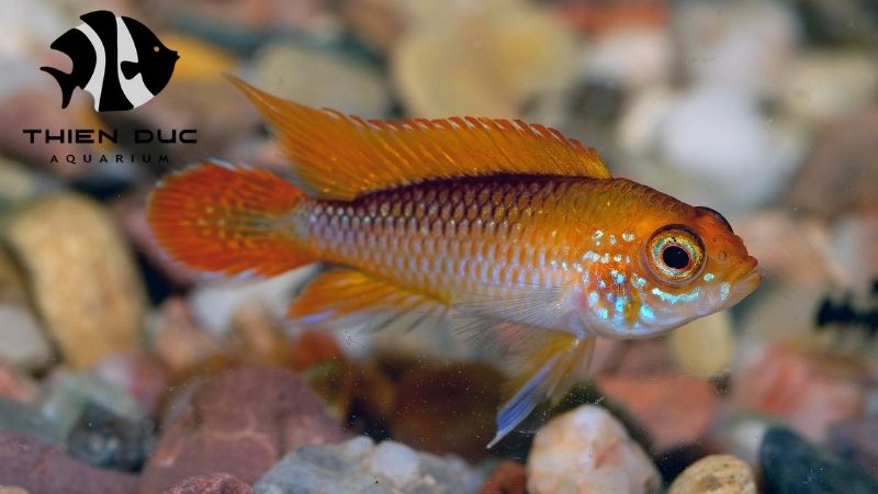 Corydoras fish exporter