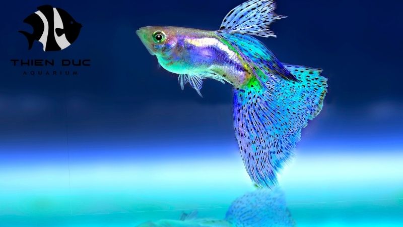 Tropical fish wholesale