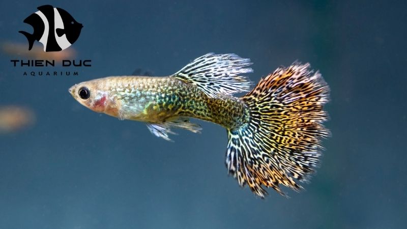 Tropical fish wholesale