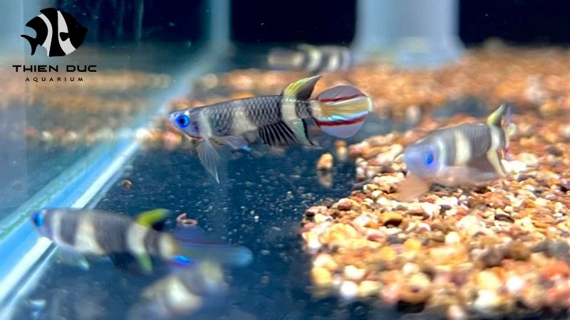 Custom order live fish