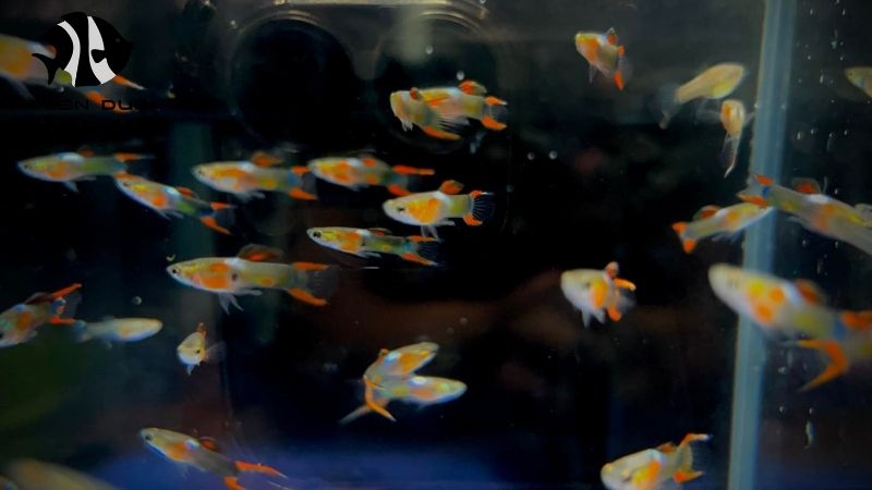 Custom order live fish