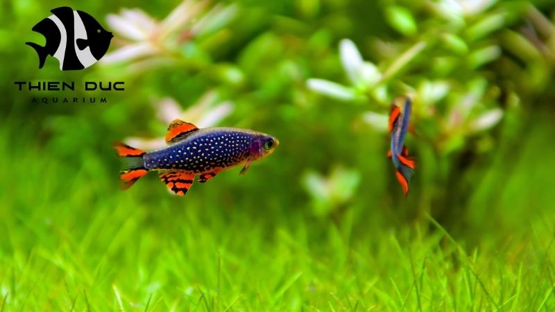 Danios Fish Supplier