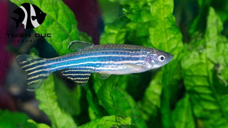 Danios Fish Supplier